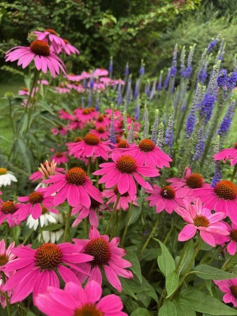 A bunch of pink flowers are growing in a garden.