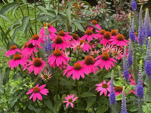 A bunch of pink flowers are growing in a garden.