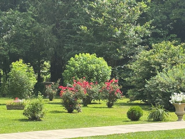 A lush green park with lots of trees and bushes