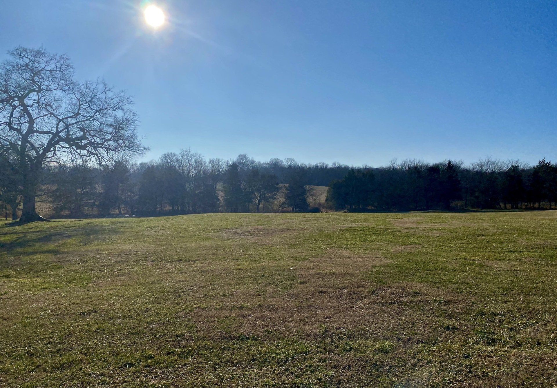 A large grassy field with trees in the background and the sun shining through the trees.