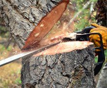 Tree removal