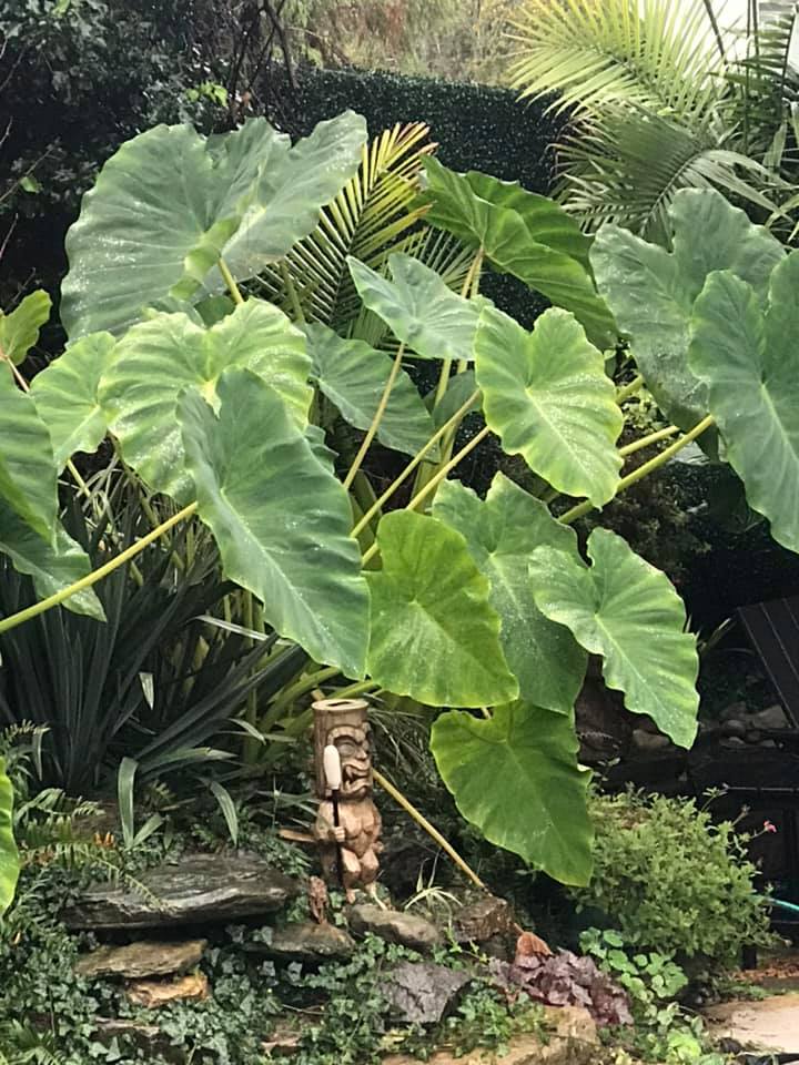 Big leaves