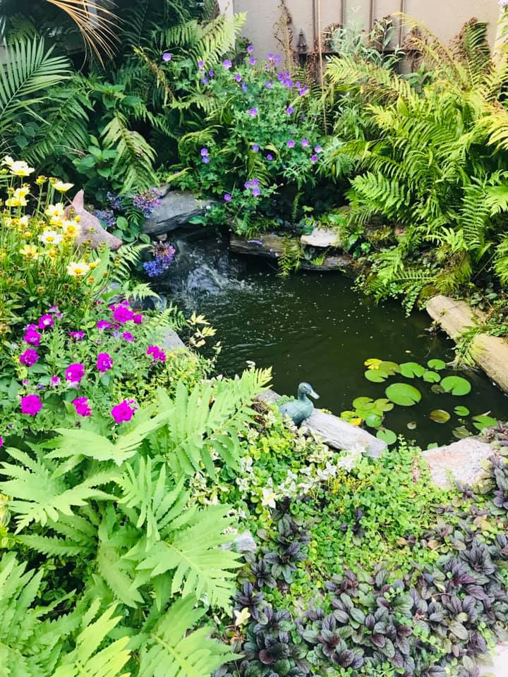 Pond plants