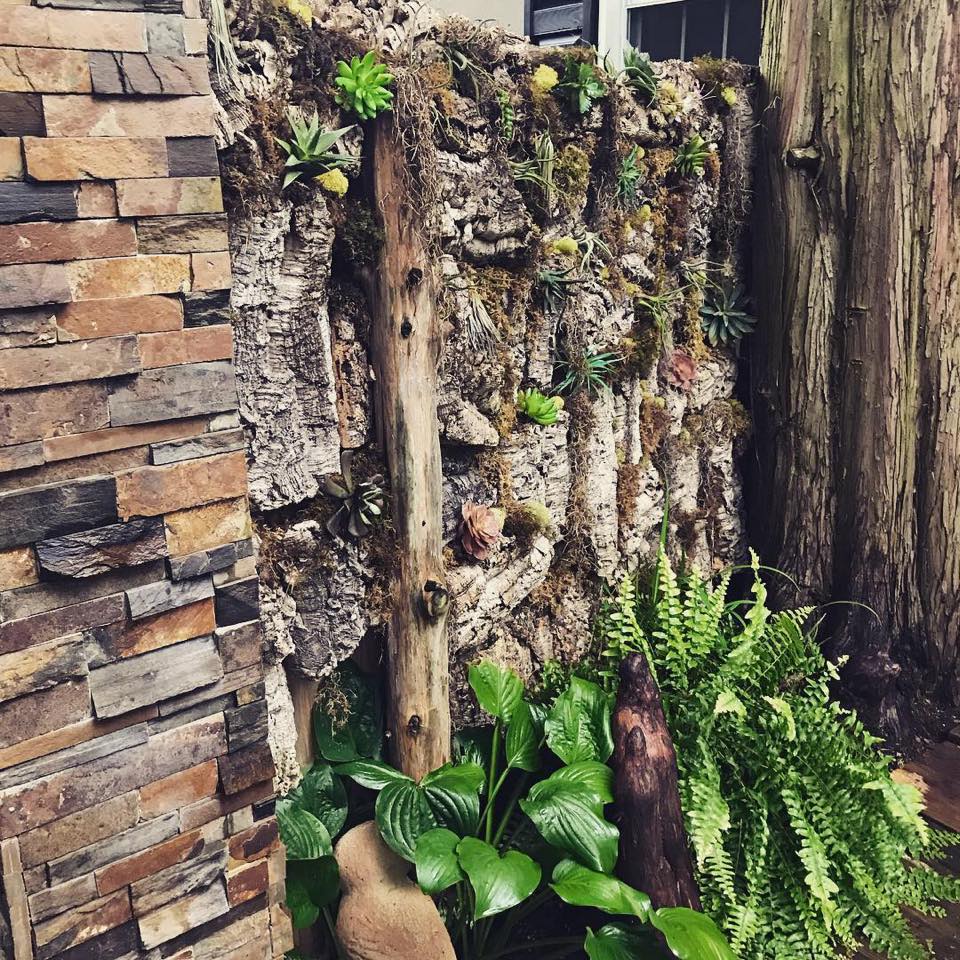 Variety of plants