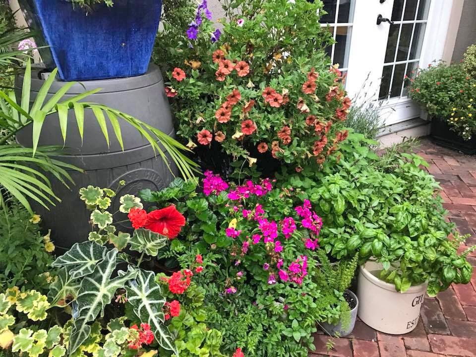 Colorful flowers