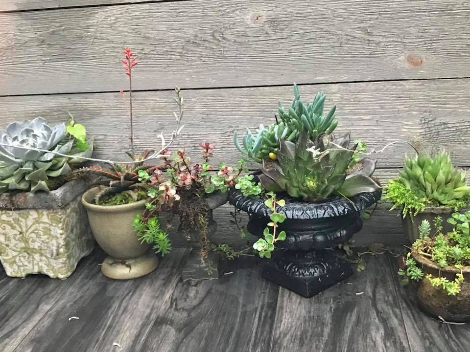 Plant pots