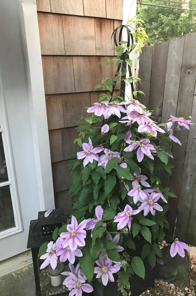Beautiful flowers