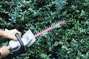 Man cutting a bush with a hedge trimmer