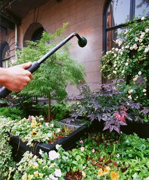 Spraying fertilizer on plants