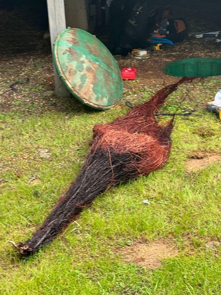 Torn, dark brown fibrous tree trunk lying on green grass, with a corroded green metal disk in background.
