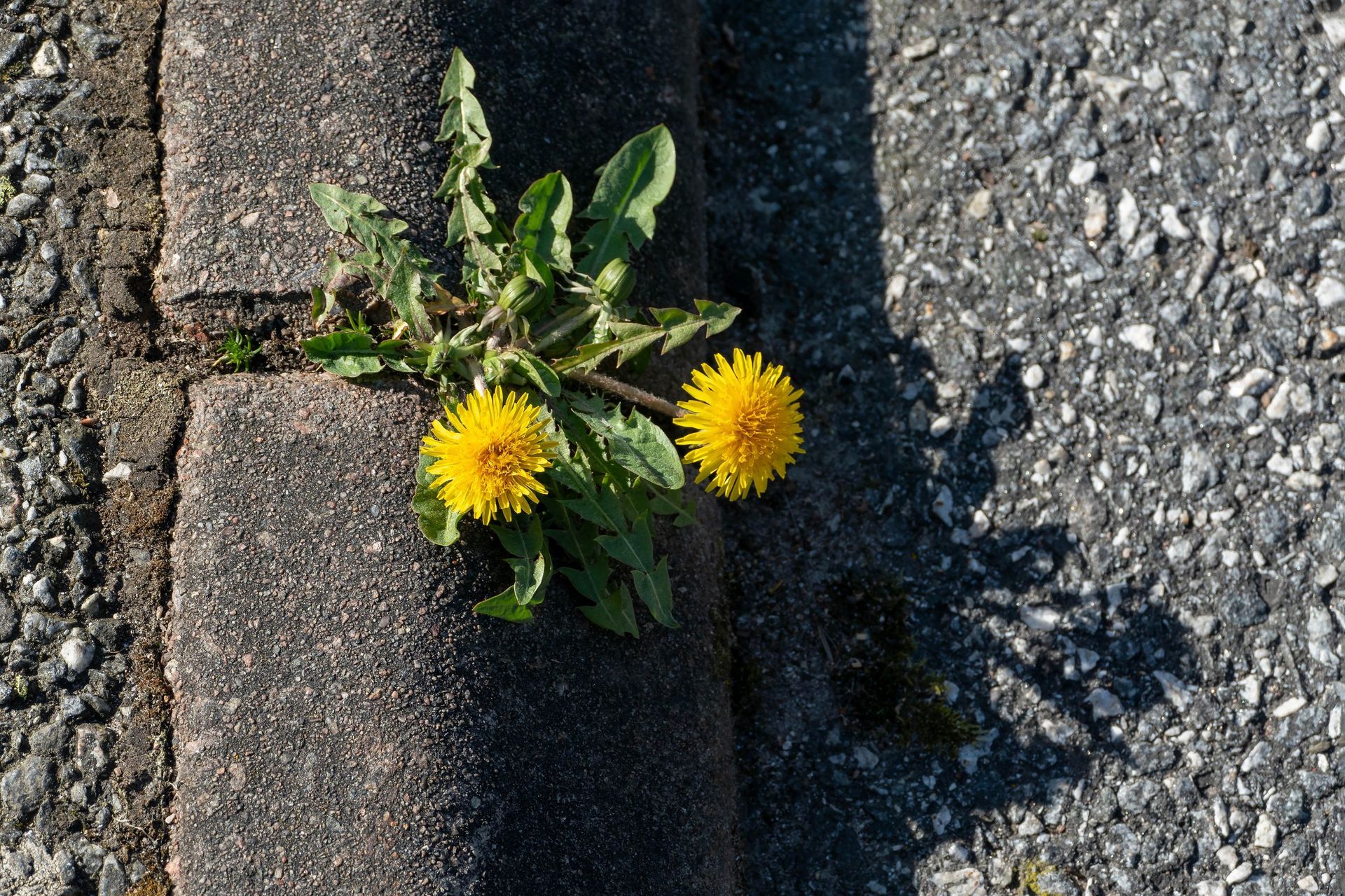 Yellow dandelions growing between a curb and asphalt pavement.