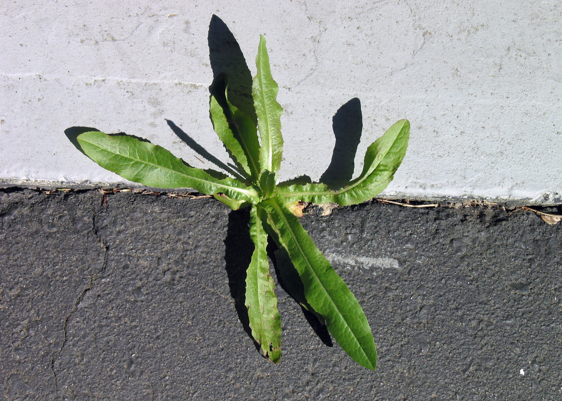 Green weed growing through a crack between gray pavement and a light concrete wall.