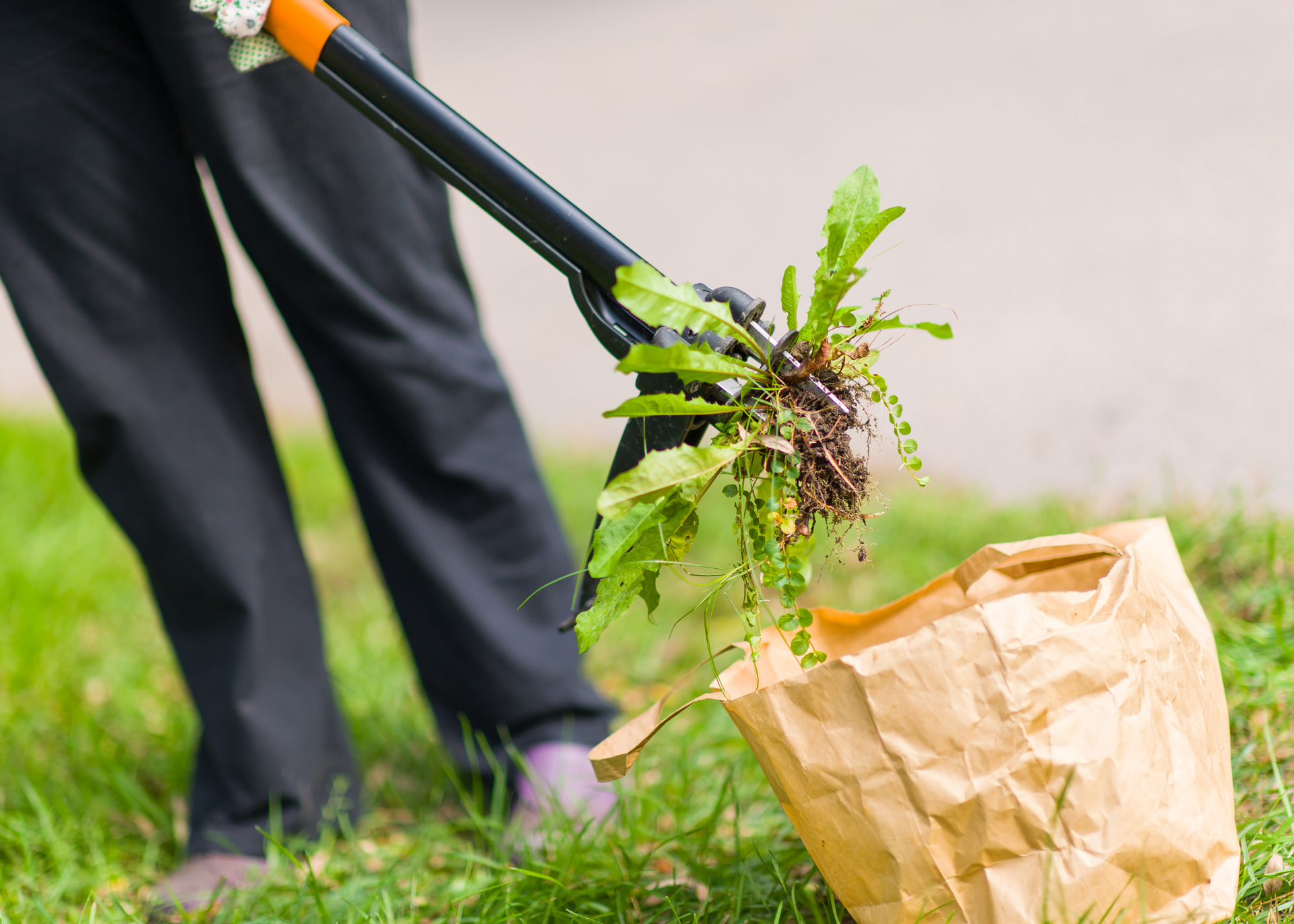 Person using a shovel to uproot a small plant into a brown paper bag on grass