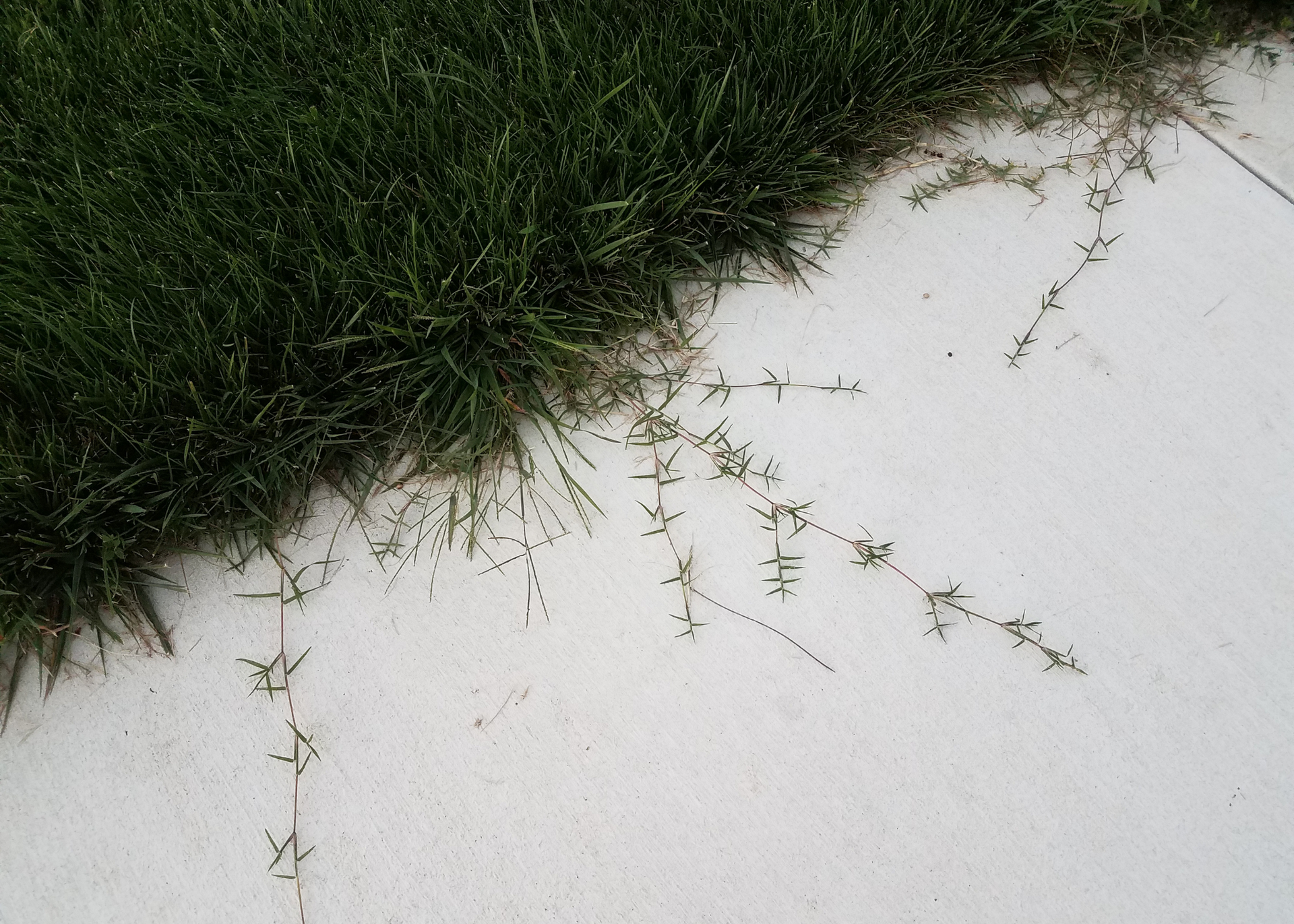 Grass edging a pale concrete path with small weeds spreading across the sidewalk