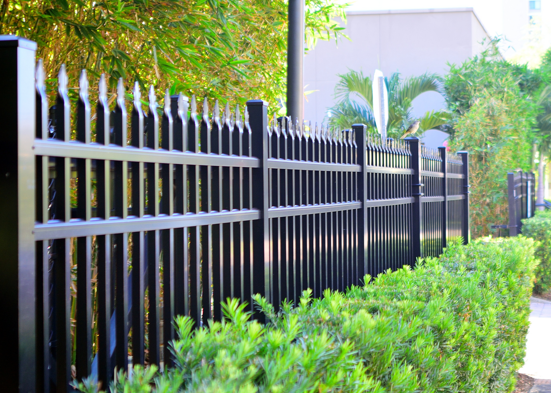 Black metal fence beside green shrubs and palm trees along a sunny sidewalk.
