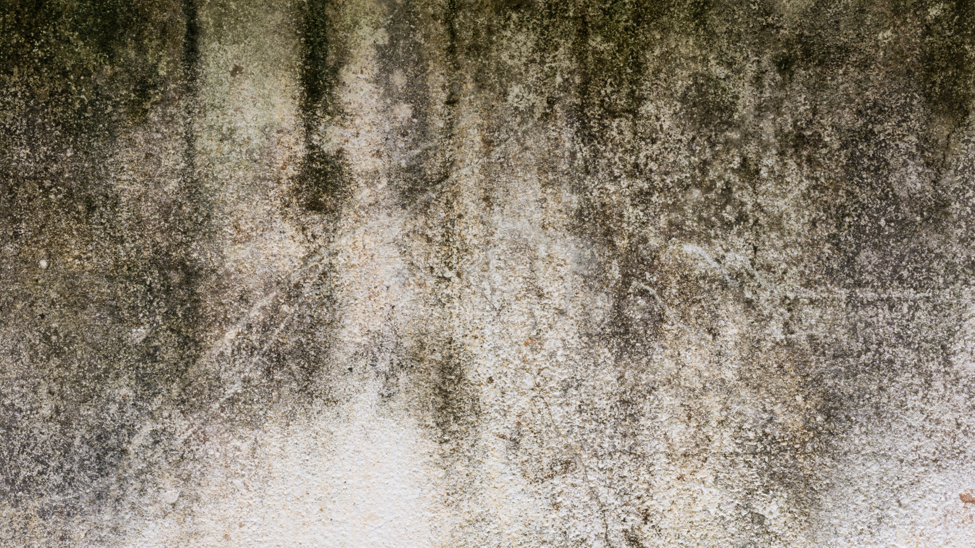 Weathered white wall with dark green and brown mold streaks and stains