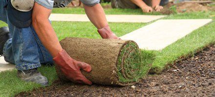 Sod installation