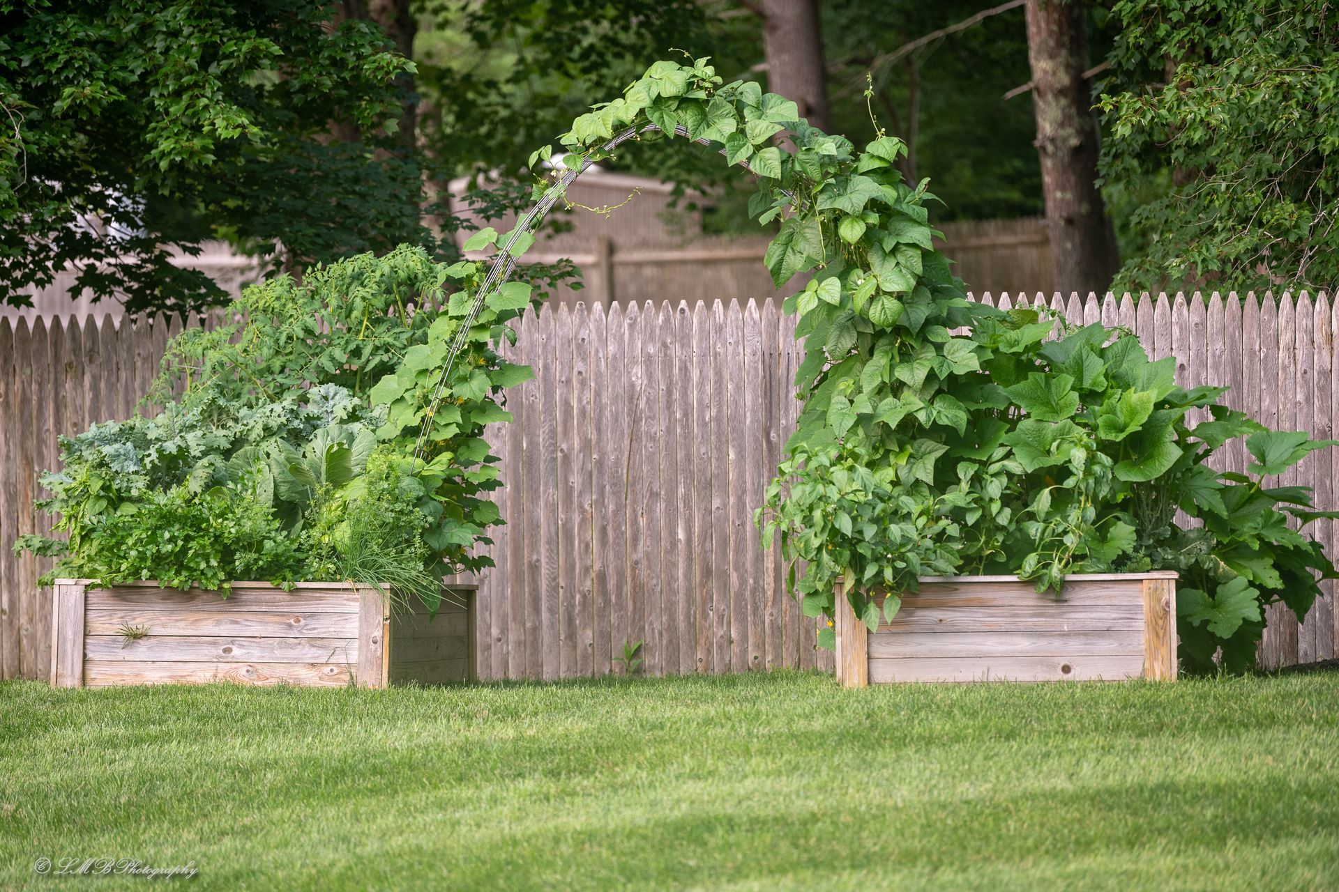 Raised garden beds with arch of climbing vines in front of a wooden fence.
