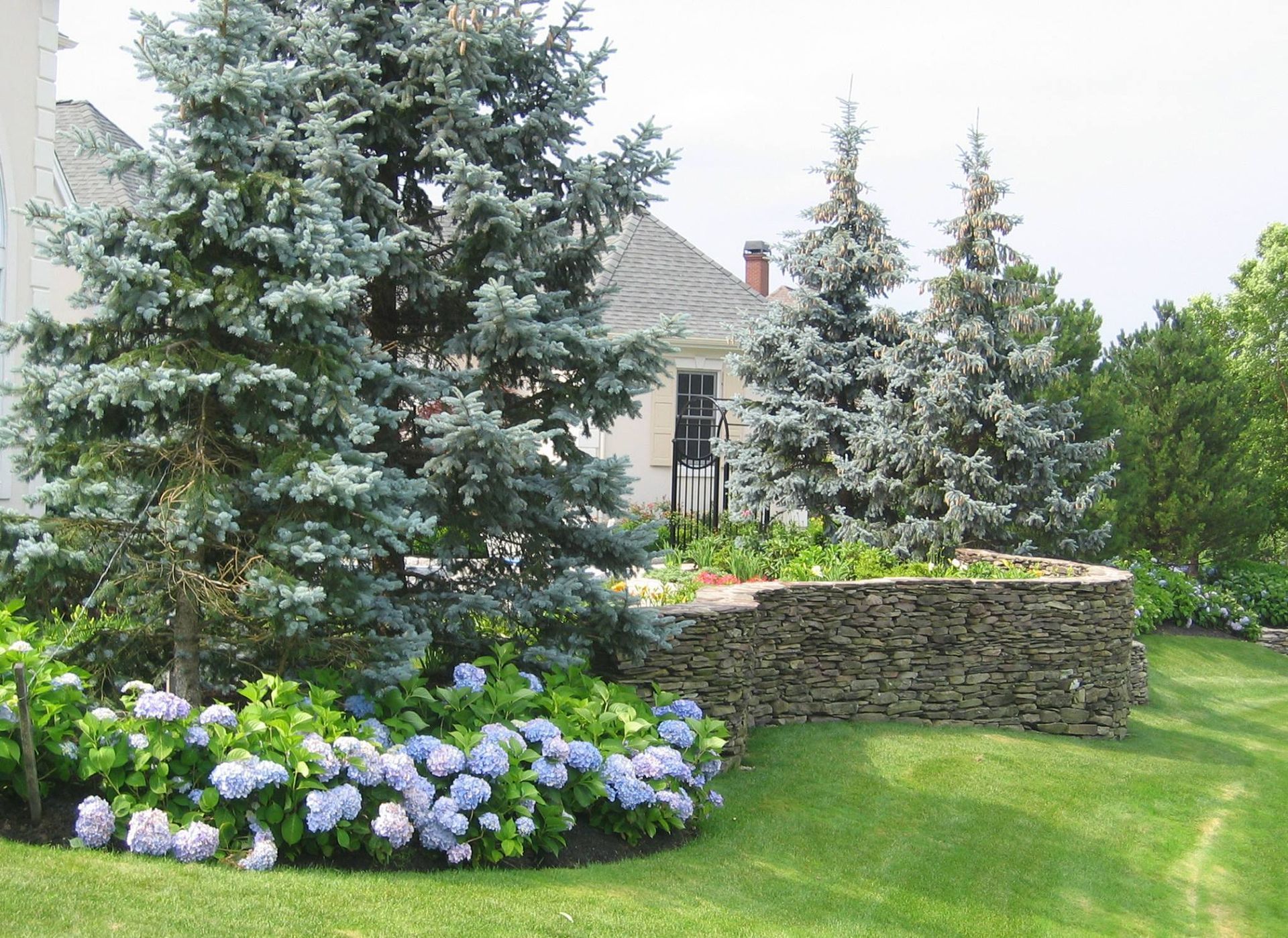 Blue hydrangeas and evergreens flank a stone retaining wall in a sunny yard.