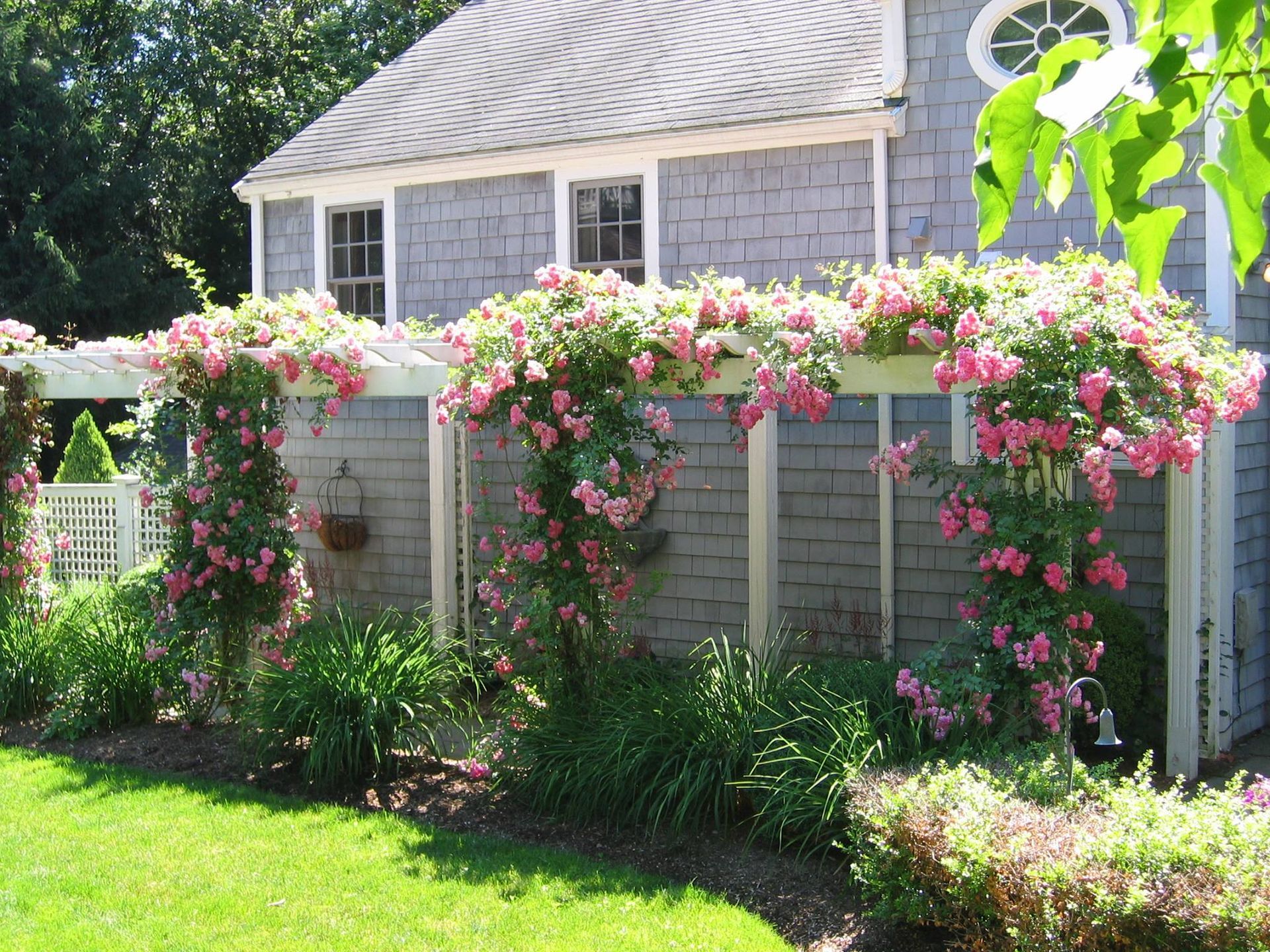 A trellis with pink roses climbing against a gray-shingled house. Green grass and garden below.