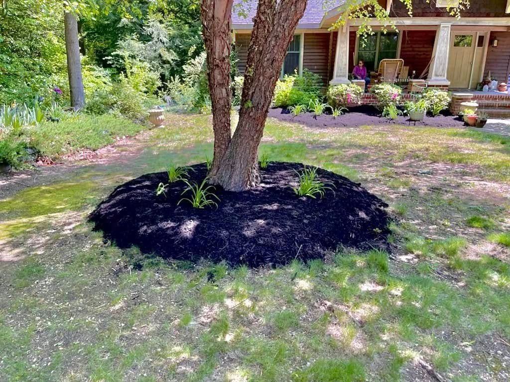 A tree trunk encircled by a bed of dark mulch in a grassy yard, with a house in the background.