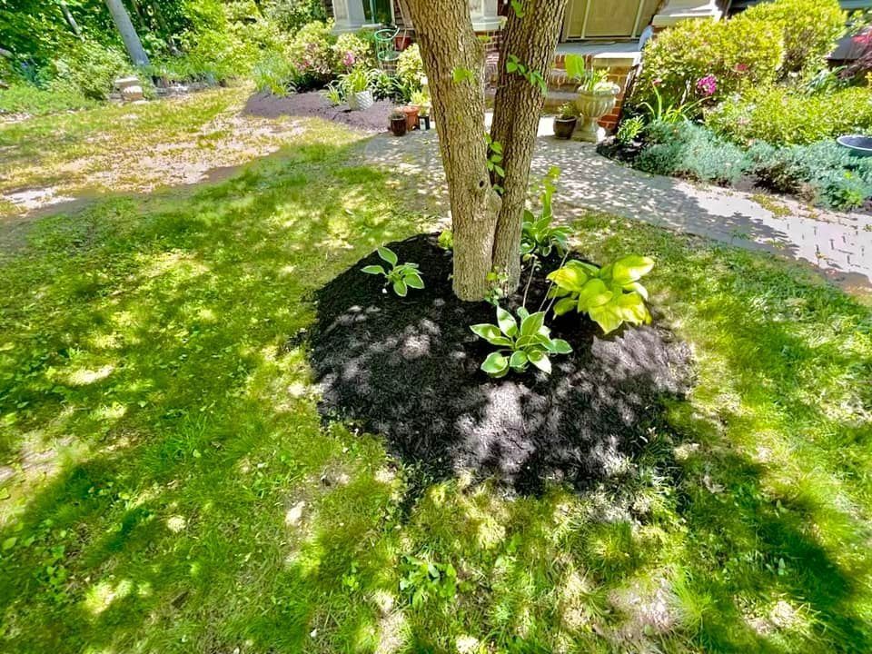 Tree trunk surrounded by dark mulch and green plants, in a grassy yard.