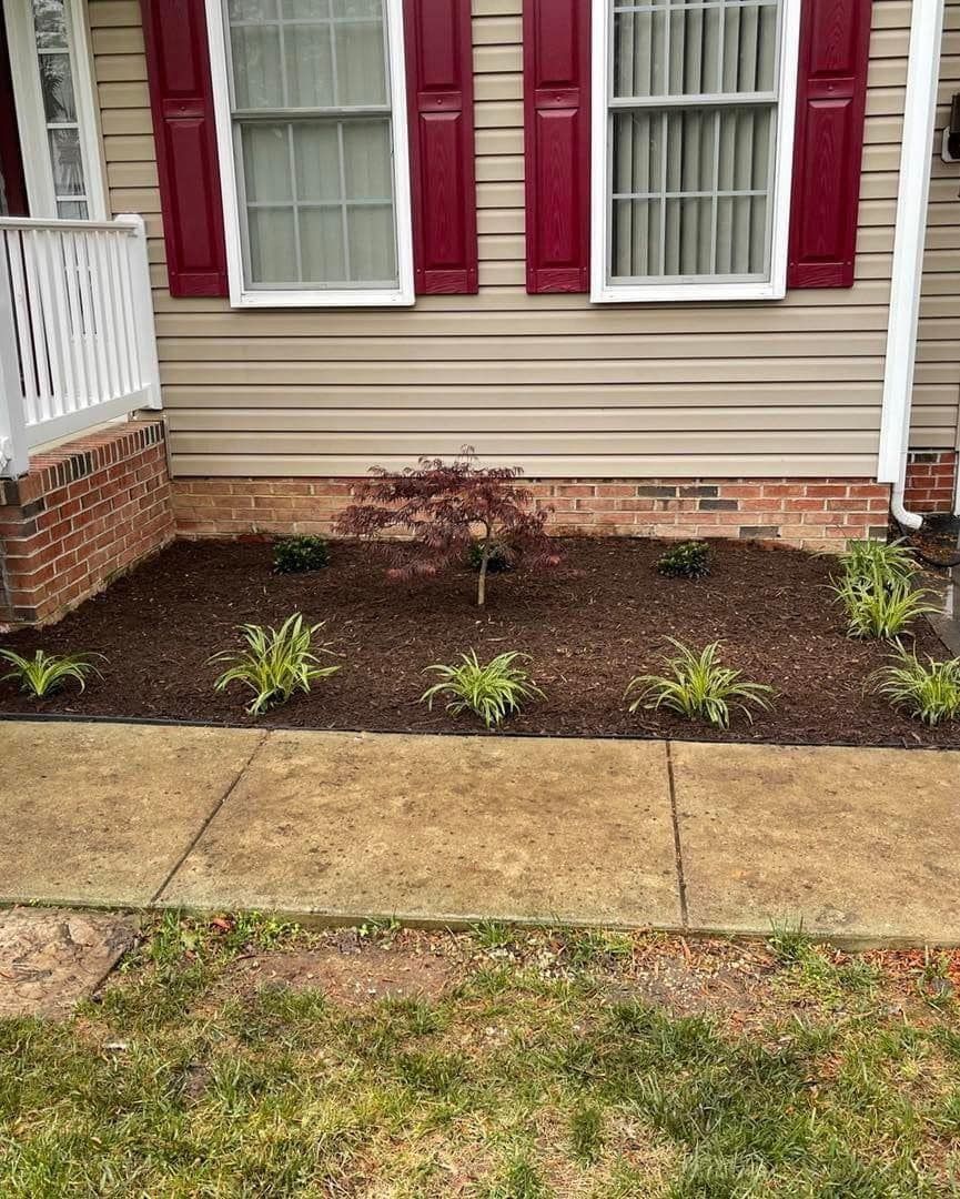 Small garden bed in front of a house, with a Japanese maple tree and green plants, covered in dark mulch.