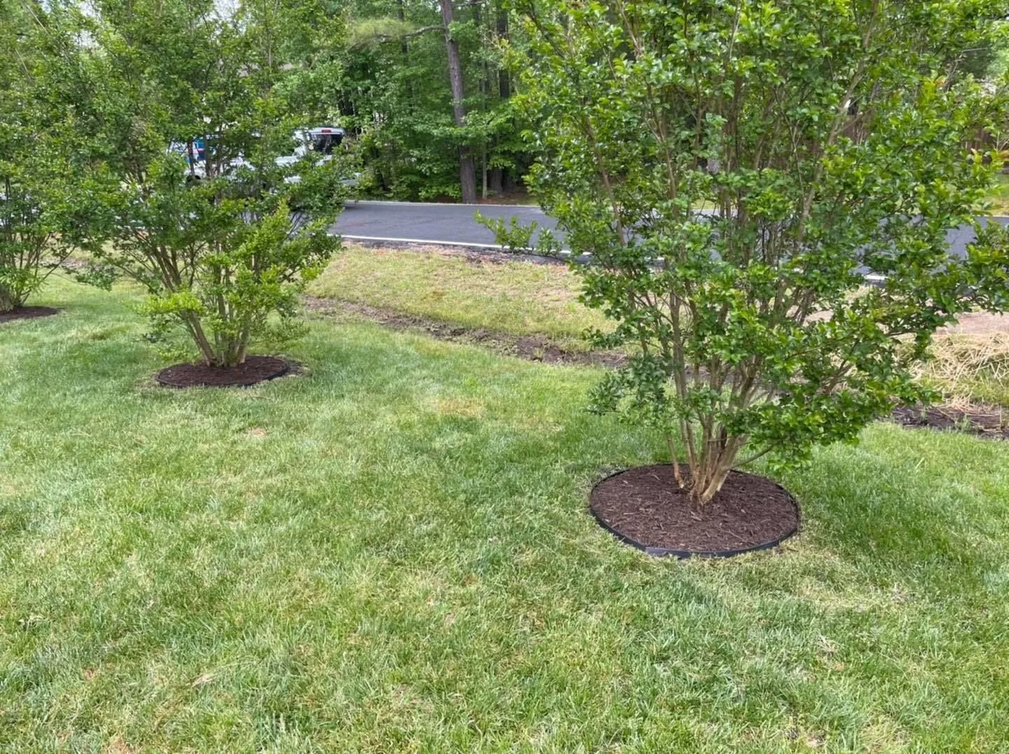 Green shrubs with brown mulch rings in a grassy yard, near a road.