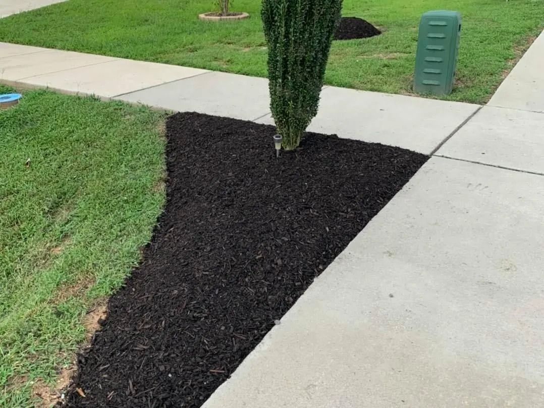 Black mulch bed around a green shrub next to a sidewalk and lawn.