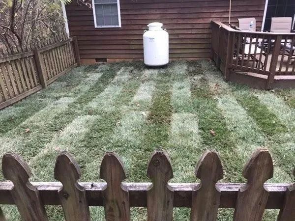 A backyard lawn with a striped pattern, propane tank, and wooden fence.