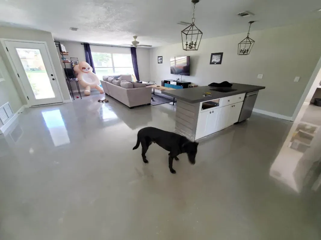 Bright modern kitchen and living room with a black dog on the glossy floor.