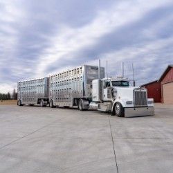White livestock semi-truck parked on concrete with a cloudy sky and a red barn in the background.