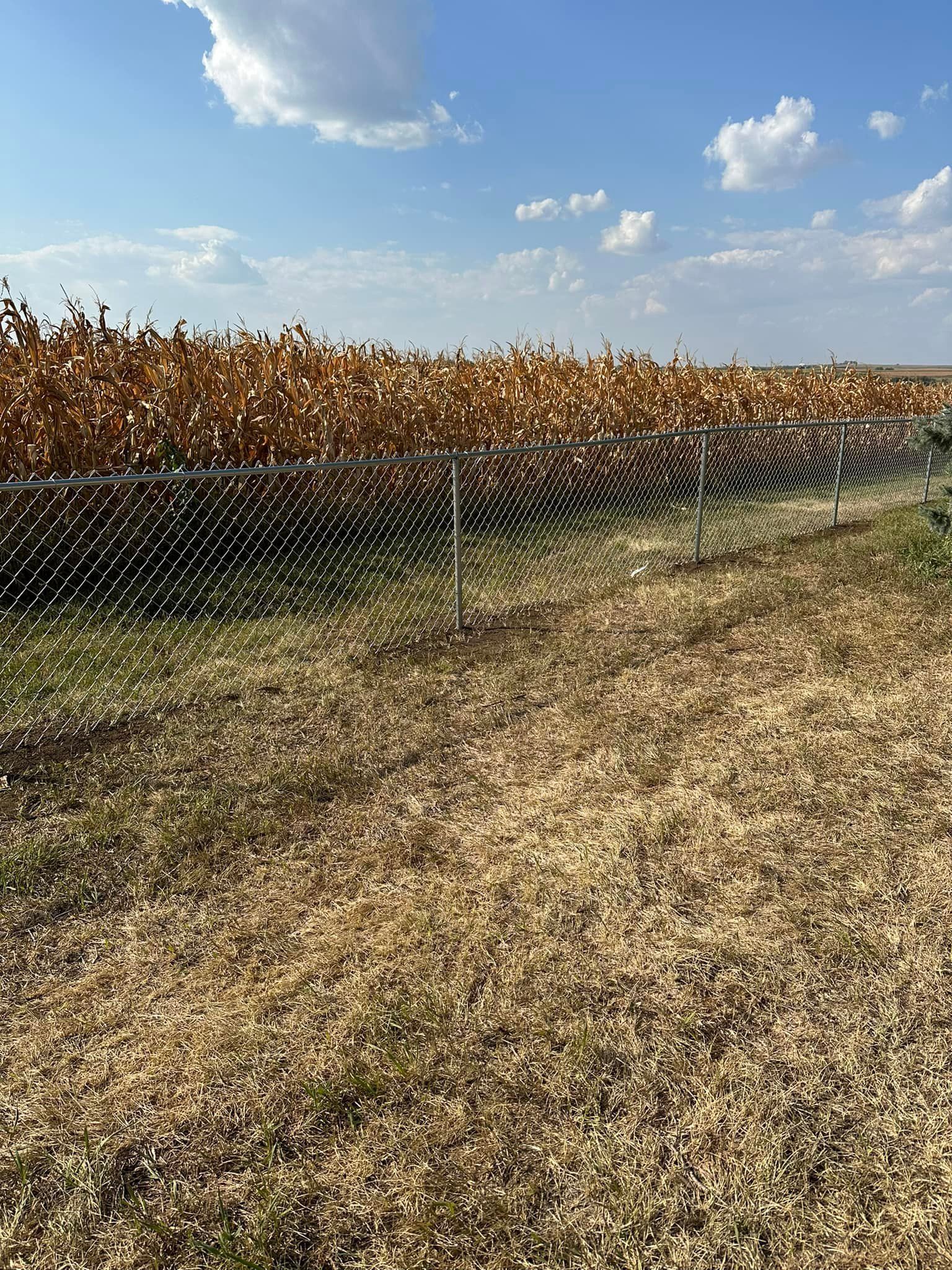 A field of corn behind a chain link fence on a sunny day.