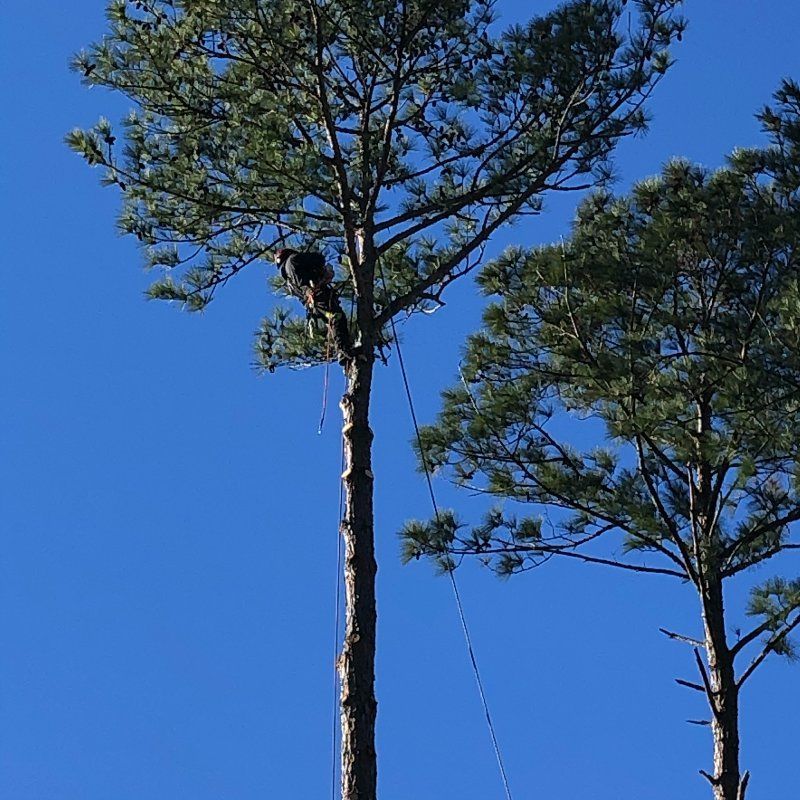 A person is climbing a tree with a blue sky in the background