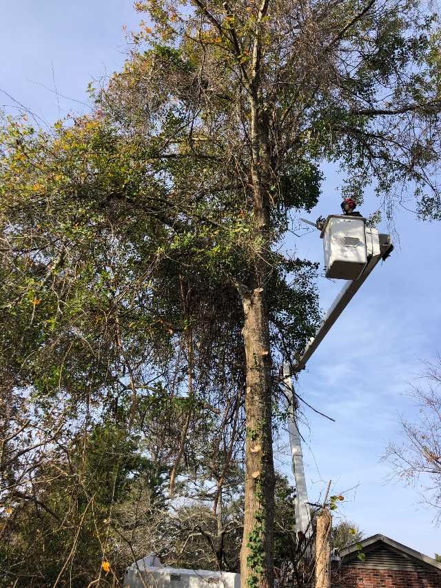 A man in a bucket is cutting a tree.