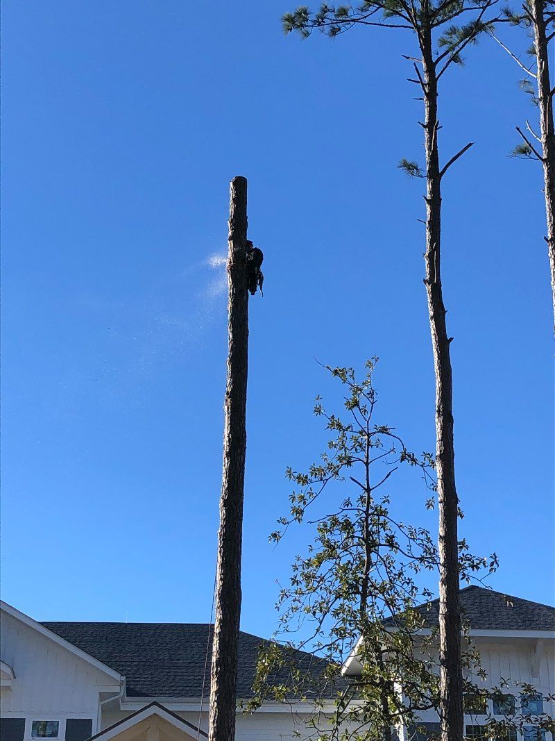 A tree is being cut down in front of a house