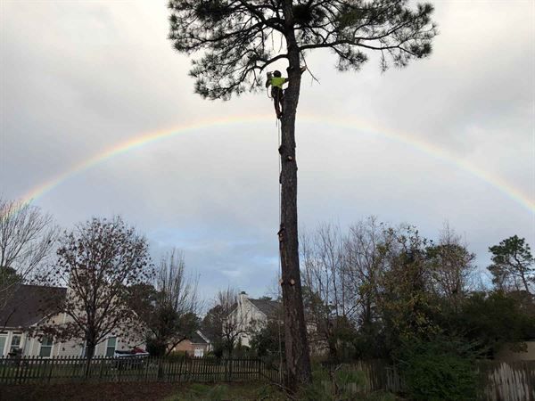 A man is climbing a tree with a rainbow in the background