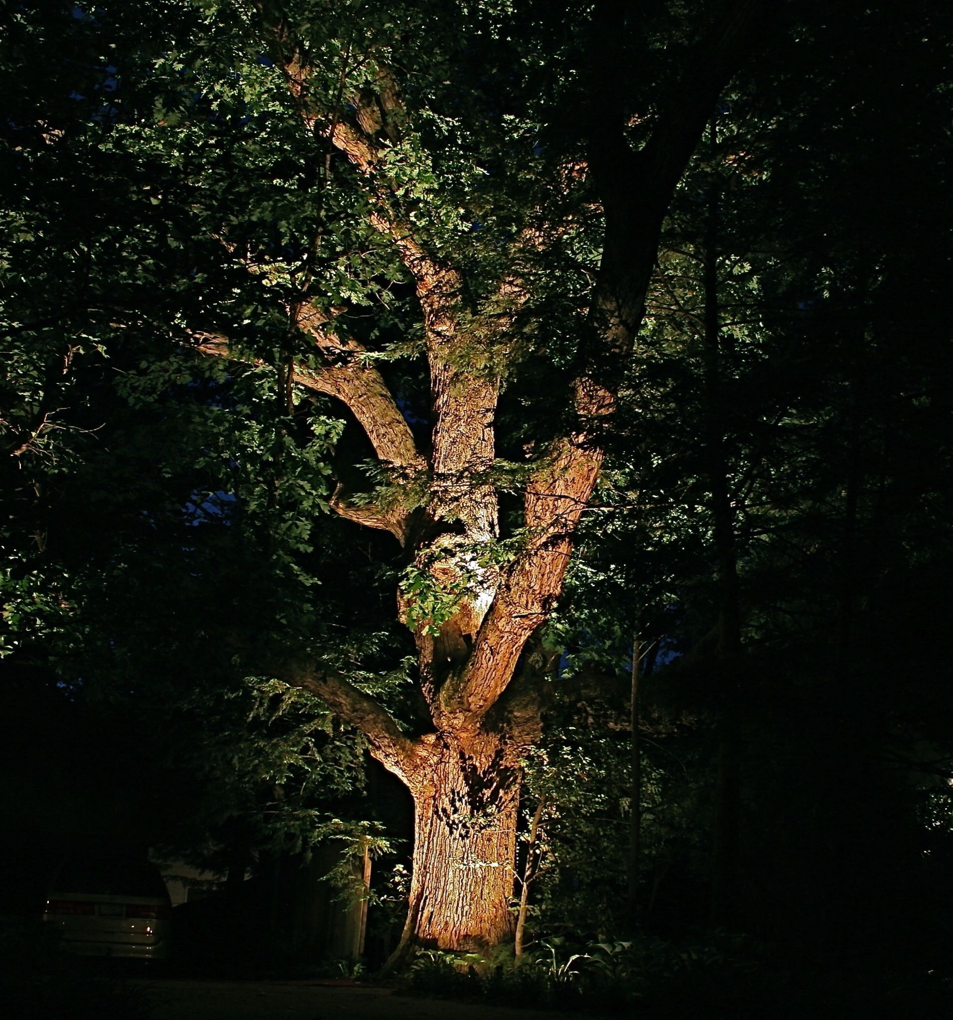 Landscape Lighting