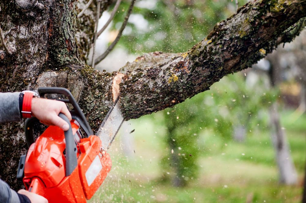 A person is cutting a tree branch with a chainsaw.