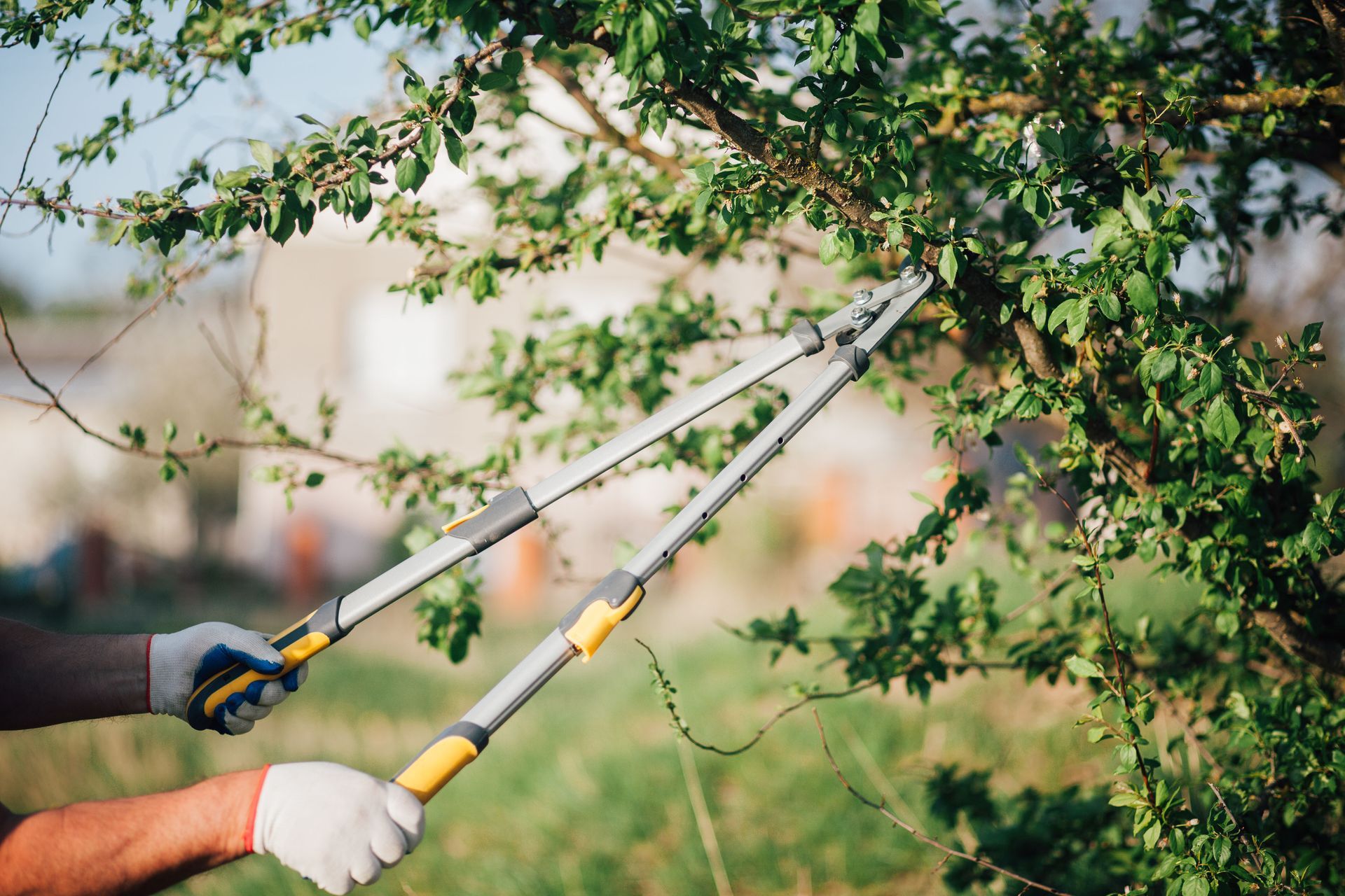 A person is cutting a tree branch with a pair of scissors.