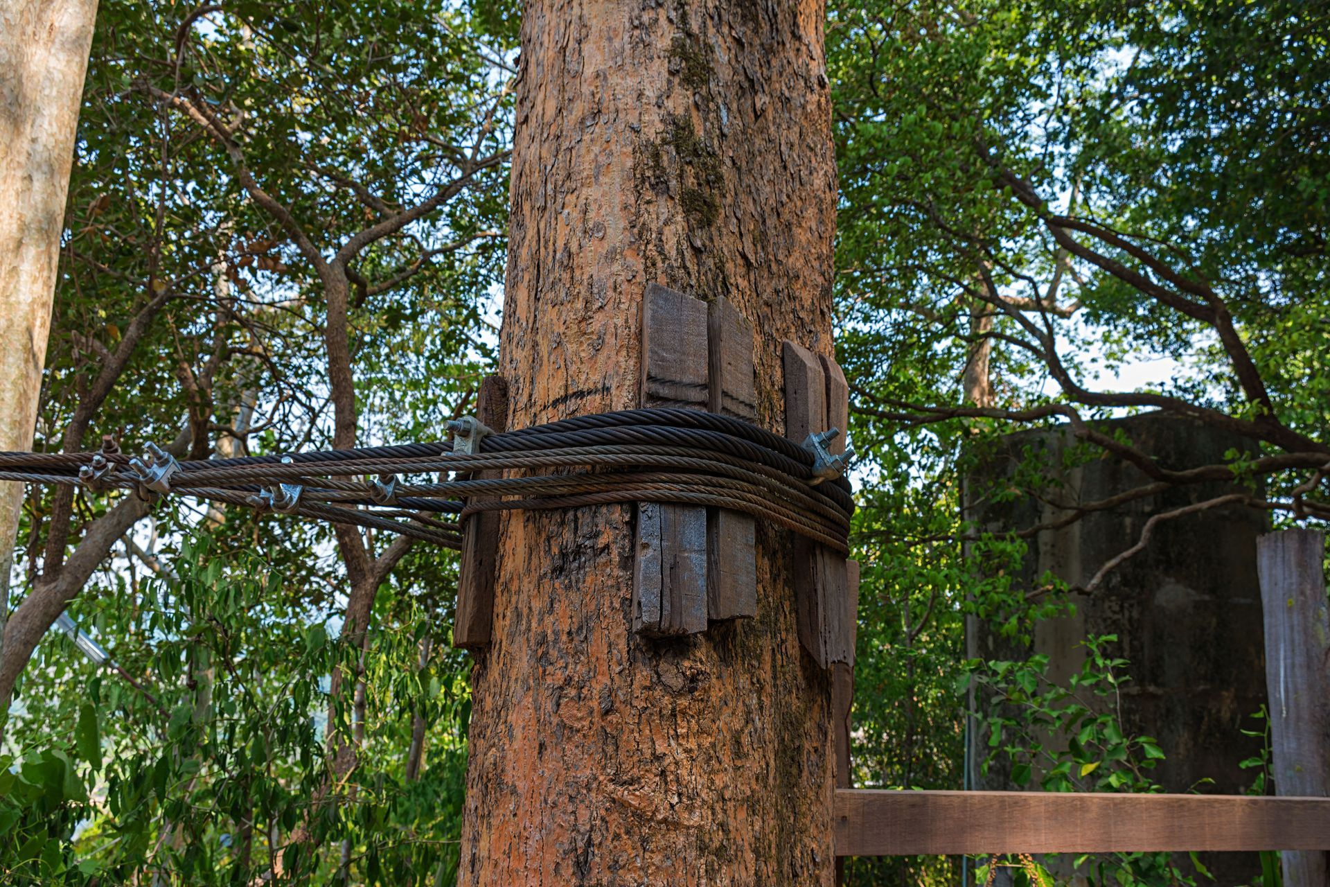 A tree with a chain around it and a wooden fence in the background.
