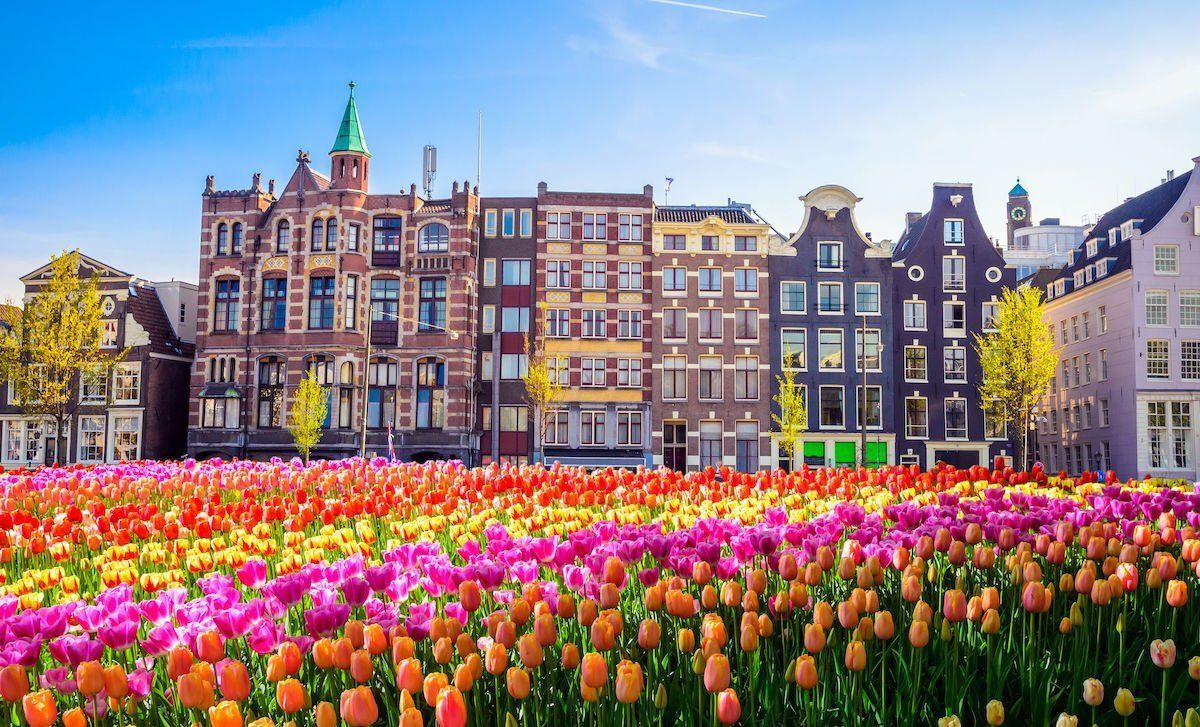 Rows of colorful tulips in front of historic buildings under a bright blue sky in Amsterdam.