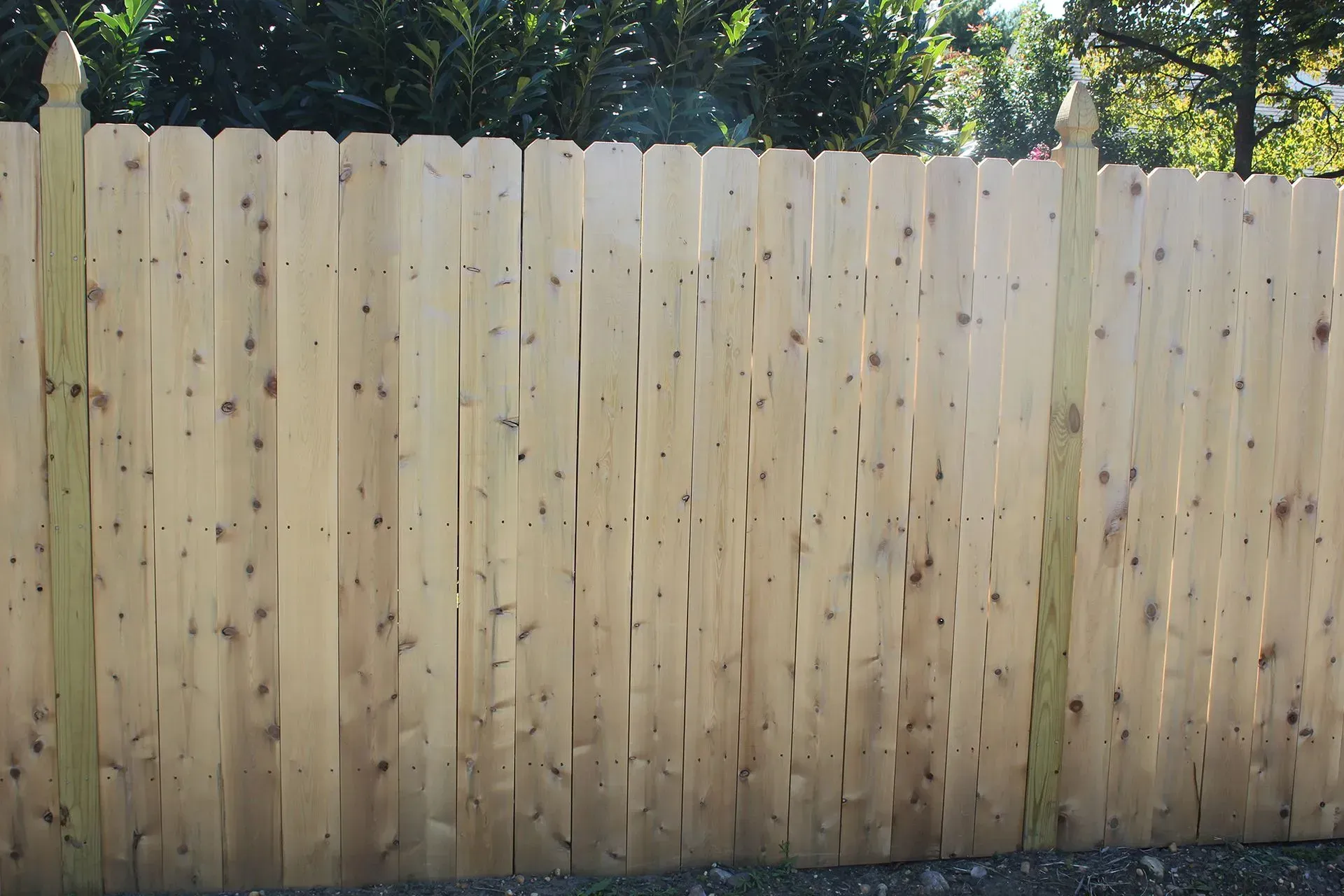 New wooden privacy fence with trees visible above it in a sunny yard