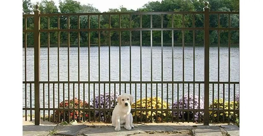 Small white dog sitting by a metal fence in front of a lake and flowers