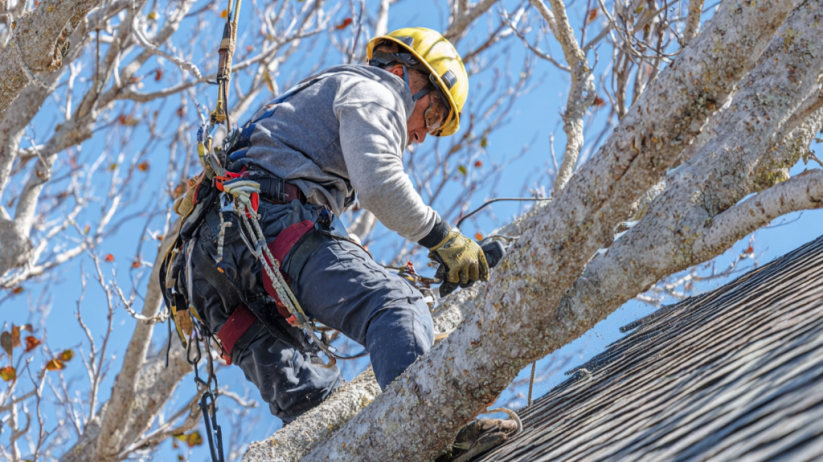 Worker on a roof using safety harness and ropes beside bare tree branches under a blue sky