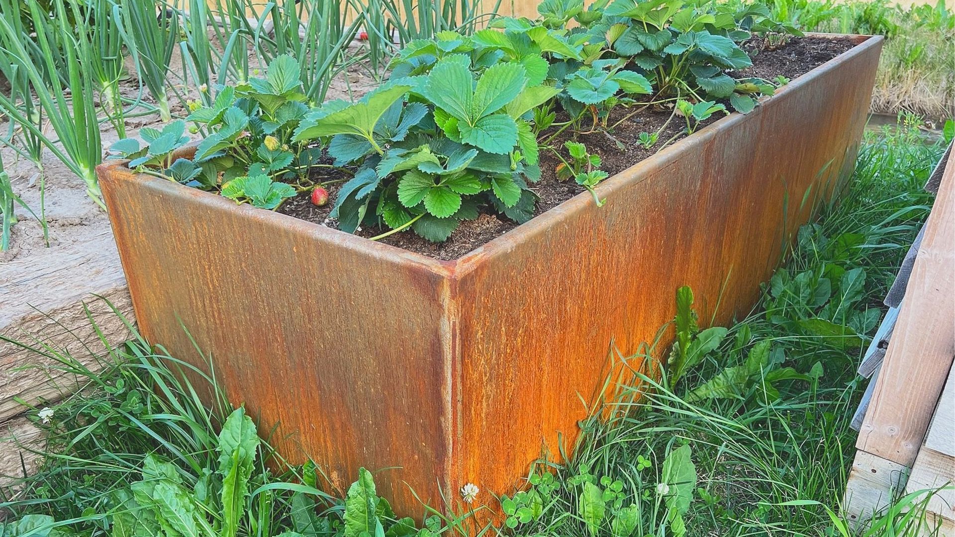 Rusty metal raised garden bed filled with strawberry plants.