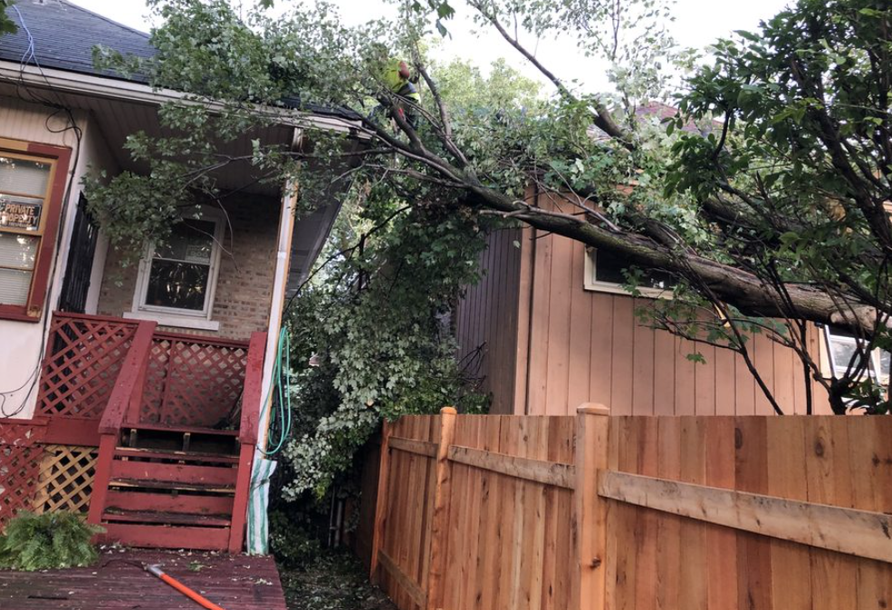 A tree with a hole in it and a blue sky in the background