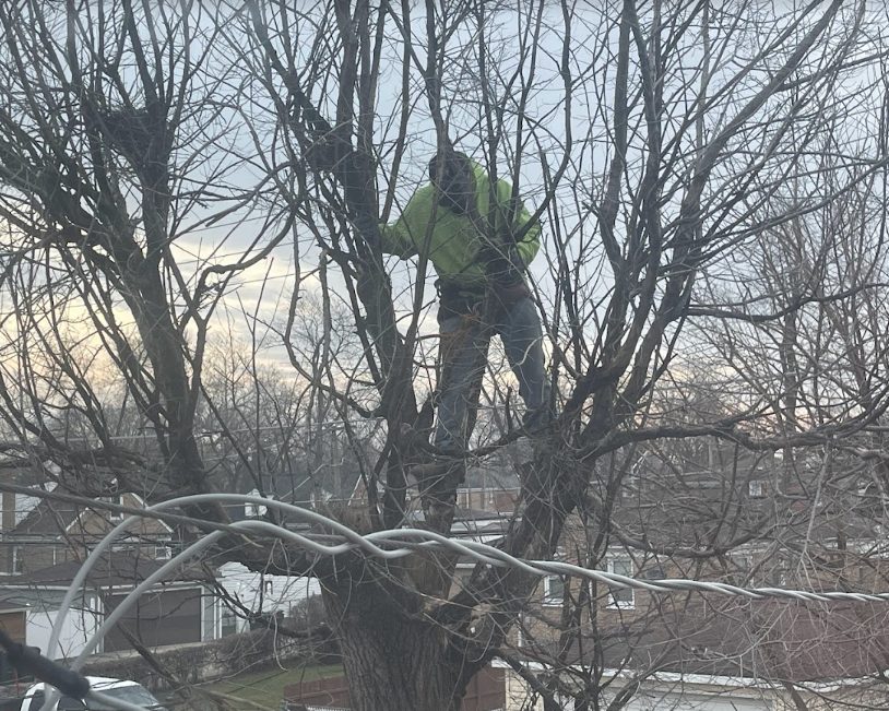 A man is standing on top of a tree cutting branches.