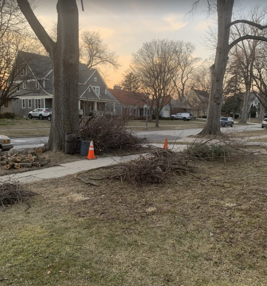 A house with a lot of branches on the side of it