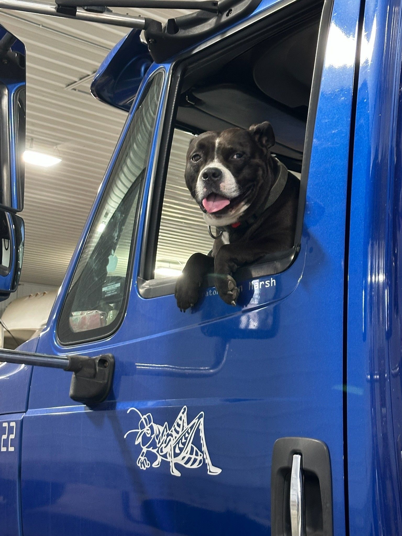 Dog in truck window, smiling. Black and white dog, blue truck.